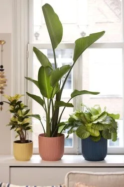 Elho Vibes Fold Rond 25 - Bloempot Voor Binnen - Ø 25.0 X H 23.0 Cm - Delicaat Roze -Bloempotten Verkoop 800x1200 36