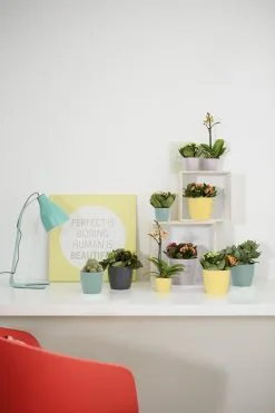 Elho Brussels Rond Mini 7 - Bloempot Voor Binnen - Ø 6.7 X H 6.0 Cm - Zwart/Antraciet -Bloempotten Verkoop 800x1200 45