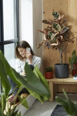 Elho B.for Soft Rond 35 - Bloempot Voor Binnen - Ø 34.5 X H 32.3 Cm - Antraciet -Bloempotten Verkoop 800x1200 86