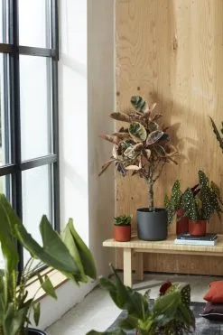 Elho B.for Soft Rond 35 - Bloempot Voor Binnen - Ø 34.5 X H 32.3 Cm - Antraciet -Bloempotten Verkoop 800x1200 87