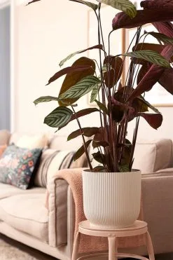 Elho Vibes Fold Rond 30 - Bloempot Voor Binnen - Ø 29.5 X H 27.2 Cm - Zijdewit -Bloempotten Verkoop 800x1200 98