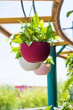 Spieringstore® Hangpot Kunststof – Bloempot Hangend – Binnen & Buiten- Plantenhanger –Incl. Afvoerstop – 26 Cm - Zwart -Bloempotten Verkoop 801x1200