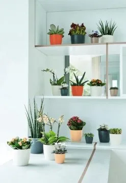 Elho B.for Soft Rond 35 - Bloempot Voor Binnen - Ø 34.5 X H 32.3 Cm - Antraciet -Bloempotten Verkoop 825x1200 4