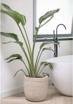 Capi Europe - Bloempot Bol Waste Rib NL - 35x34 - Terrazzo Beige - Voor Binnen En Buiten - KTBR932 18 Capi Europe - Bloempot Bol Waste Rib NL - 35x34 - Terrazzo Beige - Voor Binnen En Buiten - KTBR932 -Bloempotten Verkoop 837x1200