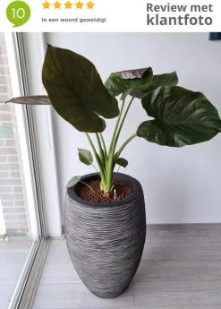Capi Europe - Vaas Elegant Deluxe Rib NL - 40x60 - Antraciet - Voor Binnen En Buiten - KOFZ1131 -Bloempotten Verkoop 858x1200 1