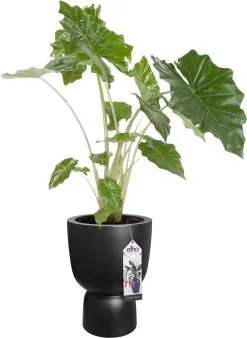 Elho Pure Coupe 41 - Bloempot Voor Binnen & Buiten - Ø 41.3 X H 57.9 Cm - Zwart/Zwart -Bloempotten Verkoop 877x1200 3