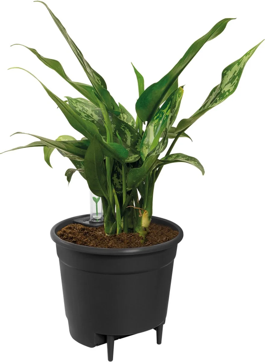 Elho Self-watering Insert 33 - Accessoires Voor Binnenaccessoires - Ø 33.3 X H 30.7 Cm - Zwart/Living Black 2 Elho Self-watering Insert 33 - Accessoires Voor Binnenaccessoires - Ø 33.3 X H 30.7 Cm - Zwart/Living Black - Afbeelding 2