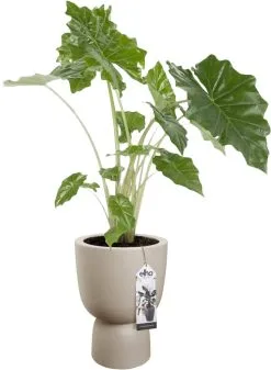 Elho Pure Coupe 35 - Bloempot Voor Binnen & Buiten - Ø 34.9 X H 49.0 Cm - Beige/Balanced Beige -Bloempotten Verkoop 880x1200 3