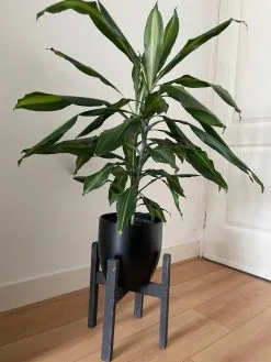 Beckenbau Plantenstandaard Binnen - Diameter Tot 24 Cm - Plantenkruk - Bloempotten Voor Binnen - Plantentafeltje Voor Binnen - Bloempot Standaard | Plantenstandaard - Hout - Mat Zwart -Bloempotten Verkoop 900x1200 10