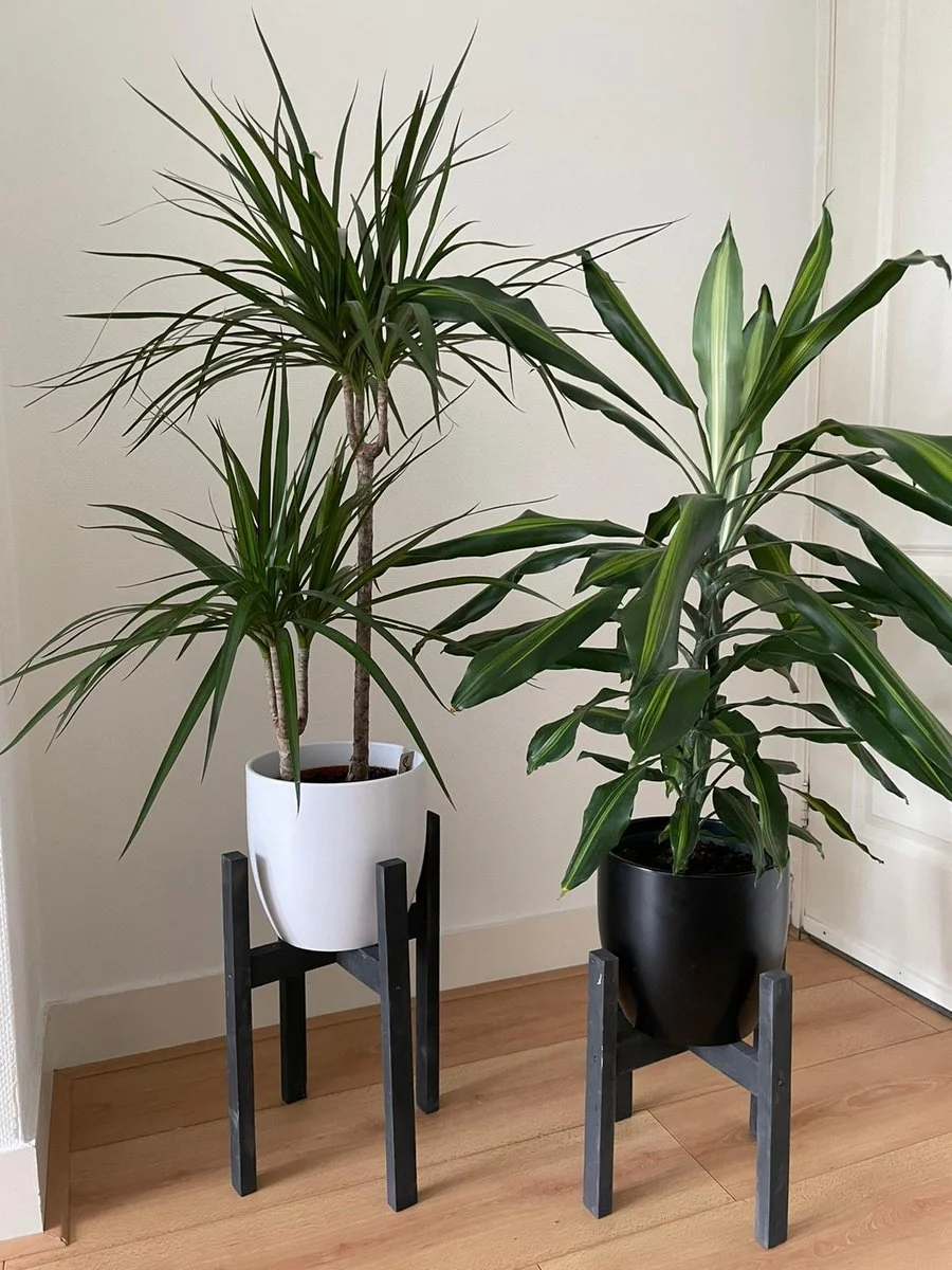 Beckenbau Plantenstandaard Binnen - Set Van 2 - Diameter Tot 24 Cm - Plantenkruk - Bloempotten Voor Binnen - Plantentafeltje Voor Binnen - Bloempot Standaard - Plantenstandaard - Hout - Mat Zwart/Donkergrijs 3 Beckenbau Plantenstandaard Binnen - Set Van 2 - Diameter Tot 24 Cm - Plantenkruk - Bloempotten Voor Binnen - Plantentafeltje Voor Binnen - Bloempot Standaard - Plantenstandaard - Hout - Mat Zwart/Donkergrijs - Afbeelding 3