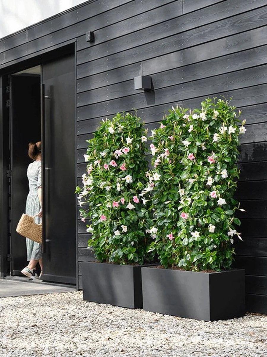 Elho Vivo Next Lang 60 - Bloempot Voor Binnen & Buiten - Ø 59.0 X H 29.2 Cm - Zwart/Living Black 8 Elho Vivo Next Lang 60 - Bloempot Voor Binnen & Buiten - Ø 59.0 X H 29.2 Cm - Zwart/Living Black - Afbeelding 8