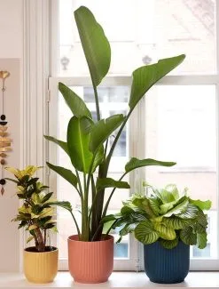 Elho Vibes Fold Rond Wielen 35 - Bloempot Voor Binnen - Ø 34.9 X H 32.4 Cm - Delicaat Roze -Bloempotten Verkoop 911x1200 1