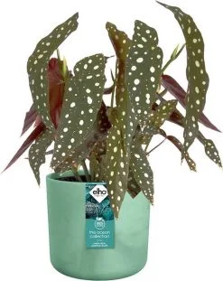 Elho The Ocean Collection Round 22cm - Bloempot Voor Binnen - 100% Gerecycled Materiaal - Gemaakt Met Zeeafval - Ø 22.3 X H 20.4 Cm - Pacifisch Groen 17 Elho The Ocean Collection Round 22cm - Bloempot Voor Binnen - 100% Gerecycled Materiaal - Gemaakt Met Zeeafval - Ø 22.3 X H 20.4 Cm - Pacifisch Groen -Bloempotten Verkoop 952x1200 1