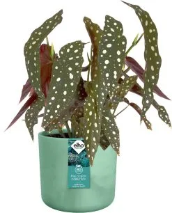 Elho The Ocean Collection Round 22cm - Bloempot Voor Binnen - 100% Gerecycled Materiaal - Gemaakt Met Zeeafval - Ø 22.3 X H 20.4 Cm - Pacifisch Groen 21 Elho The Ocean Collection Round 22cm - Bloempot Voor Binnen - 100% Gerecycled Materiaal - Gemaakt Met Zeeafval - Ø 22.3 X H 20.4 Cm - Pacifisch Groen -Bloempotten Verkoop 969x1200