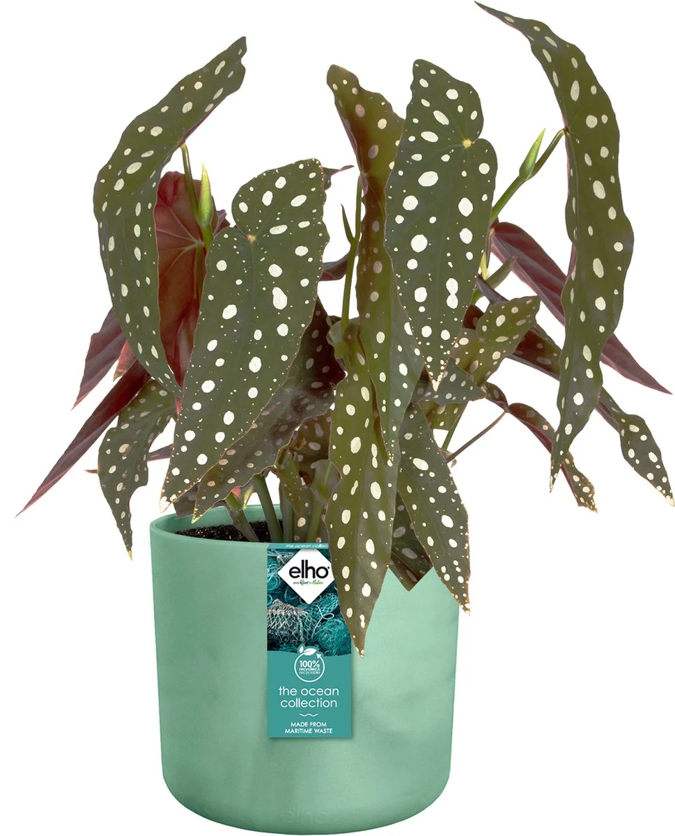 Elho The Ocean Collection Round 22cm - Bloempot Voor Binnen - 100% Gerecycled Materiaal - Gemaakt Met Zeeafval - Ø 22.3 X H 20.4 Cm - Pacifisch Groen 11 Elho The Ocean Collection Round 22cm - Bloempot Voor Binnen - 100% Gerecycled Materiaal - Gemaakt Met Zeeafval - Ø 22.3 X H 20.4 Cm - Pacifisch Groen - Afbeelding 11