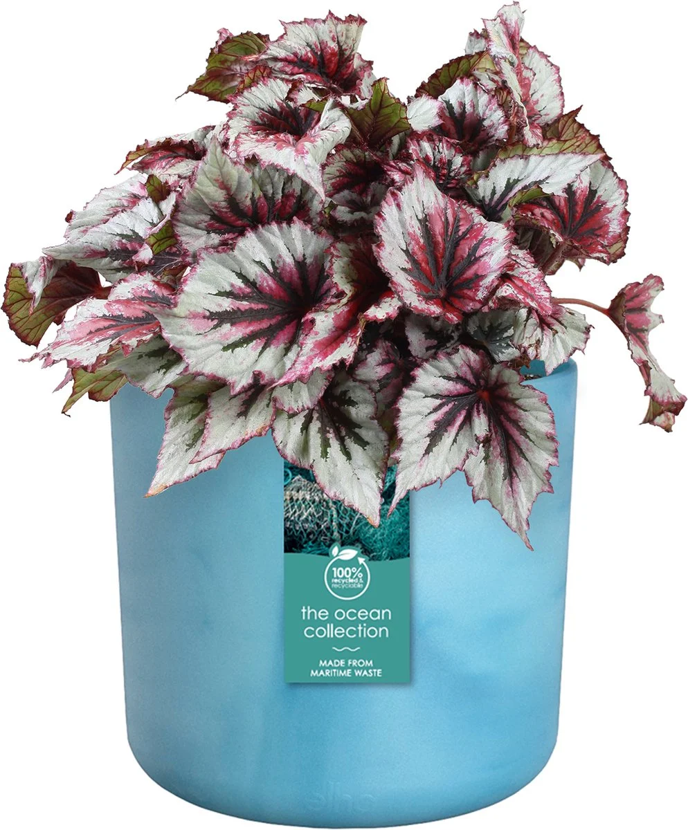 Elho The Ocean Collection Round 22cm - Bloempot Voor Binnen - 100% Gerecycled Materiaal - Gemaakt Met Zeeafval - Ø 22.3 X H 20.4 Cm - Atlantisch Blauw 2 Elho The Ocean Collection Round 22cm - Bloempot Voor Binnen - 100% Gerecycled Materiaal - Gemaakt Met Zeeafval - Ø 22.3 X H 20.4 Cm - Atlantisch Blauw - Afbeelding 2