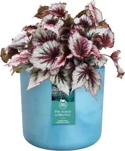 Elho The Ocean Collection Round 22cm - Bloempot Voor Binnen - 100% Gerecycled Materiaal - Gemaakt Met Zeeafval - Ø 22.3 X H 20.4 Cm - Atlantisch Blauw 20 Elho The Ocean Collection Round 22cm - Bloempot Voor Binnen - 100% Gerecycled Materiaal - Gemaakt Met Zeeafval - Ø 22.3 X H 20.4 Cm - Atlantisch Blauw -Bloempotten Verkoop 995x1200